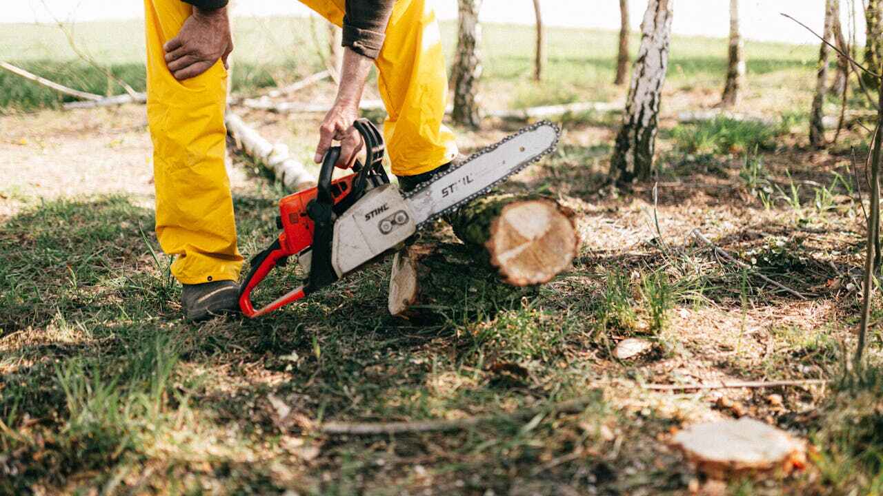 Best Stump Grinding Near Me  in Bear Creek, FL